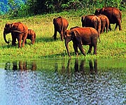 South India Tour Packages - Splendour Tour